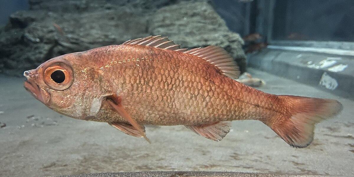 アカムツ（ノドグロ）