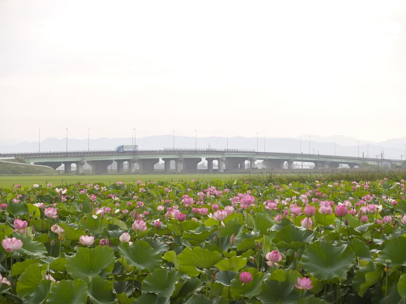 酒田・酒田北港の釣り場