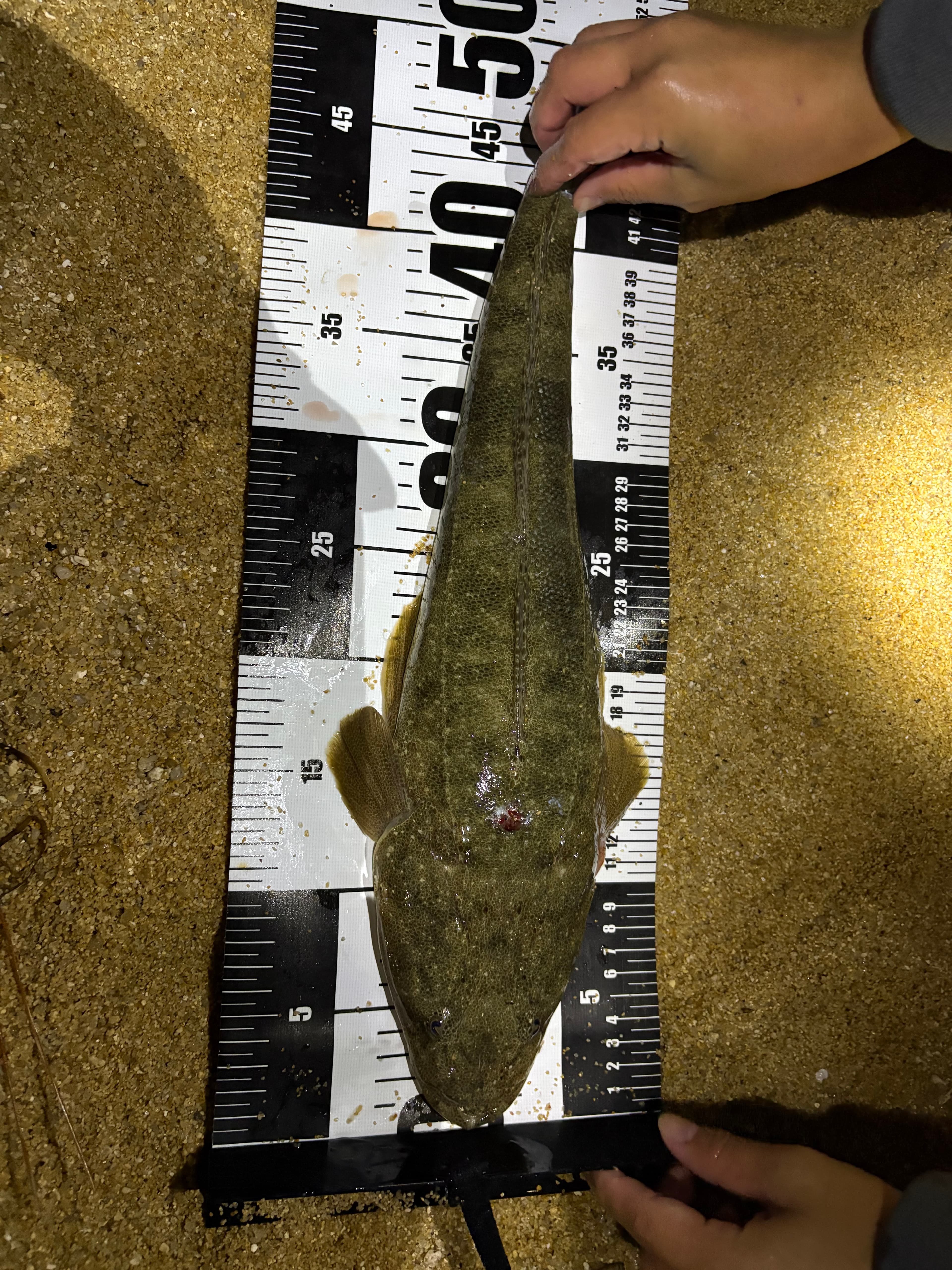 京都府舞鶴市・田井漁港でジェット天秤と泳がせ釣りで釣り上げたマゴチ(40cm級)