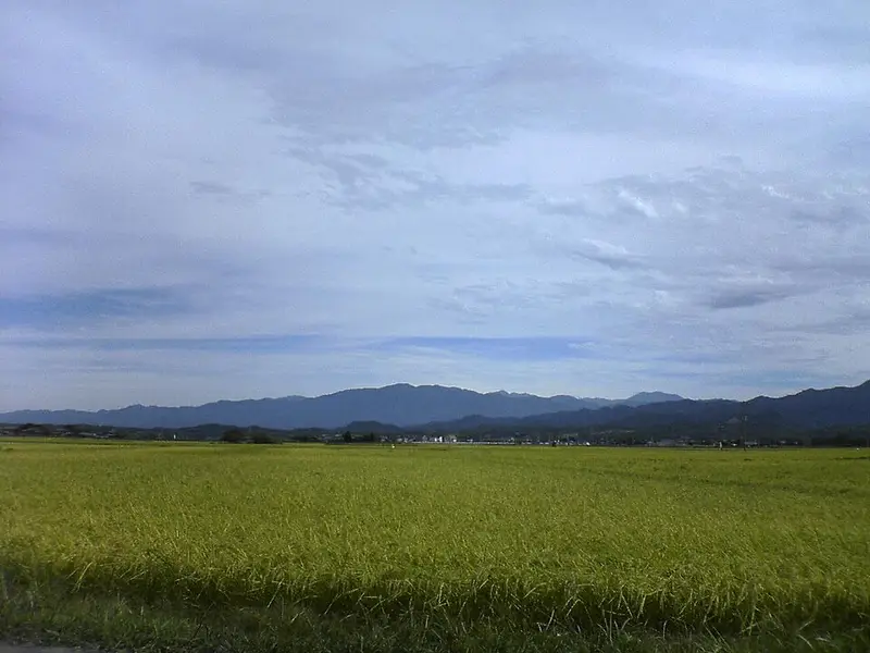 阿賀野川(新潟県)の釣り場