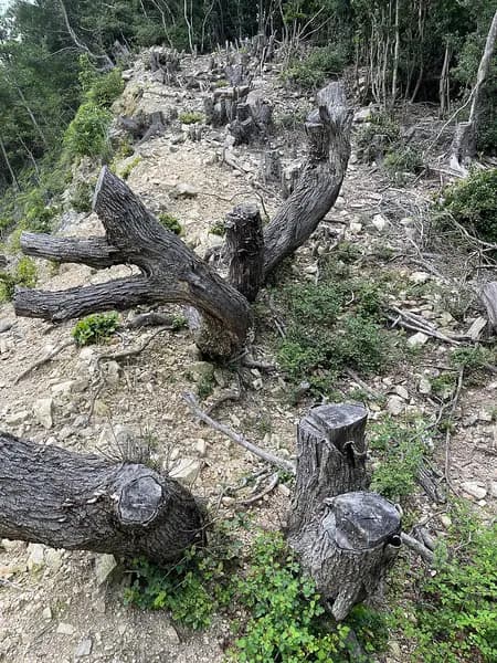 阿南市椿泊漁港の釣り場