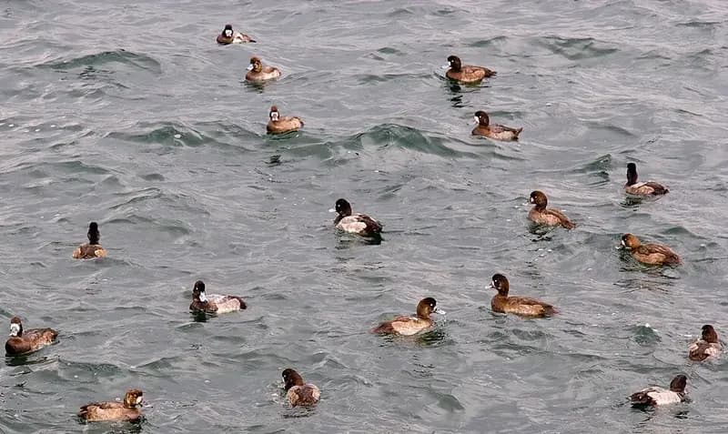 大黒海づり施設の釣り場