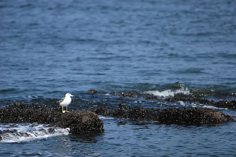 城南島海浜公園の釣り場