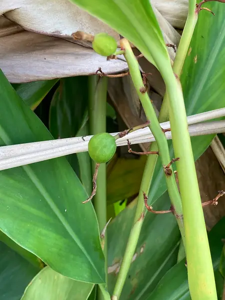 久米島兼城港の釣り場