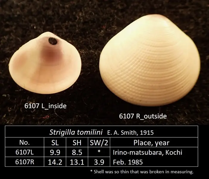 黒潮町入野漁港の釣り場