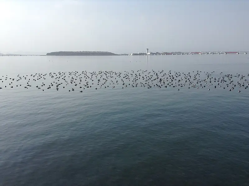 大村湾黒丸漁港の釣り場