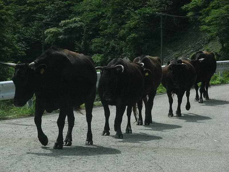 佐渡・野崎鼻の釣り場