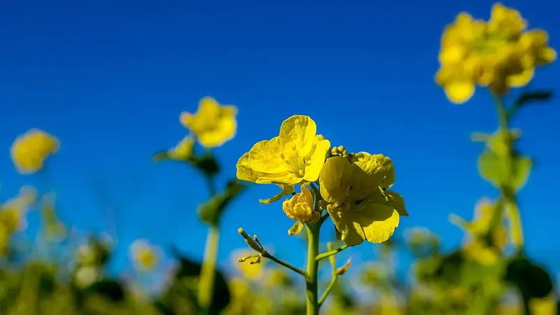多摩川河口(六郷橋〜大師橋)の釣り場