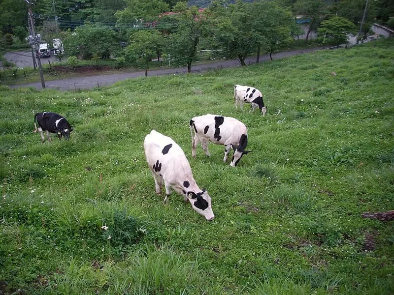 丹沢湖の釣り場