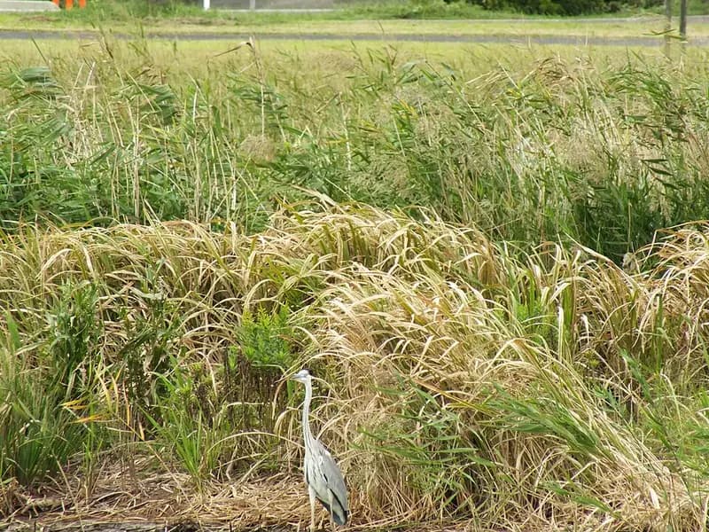鳥取市白兎海岸の釣り場