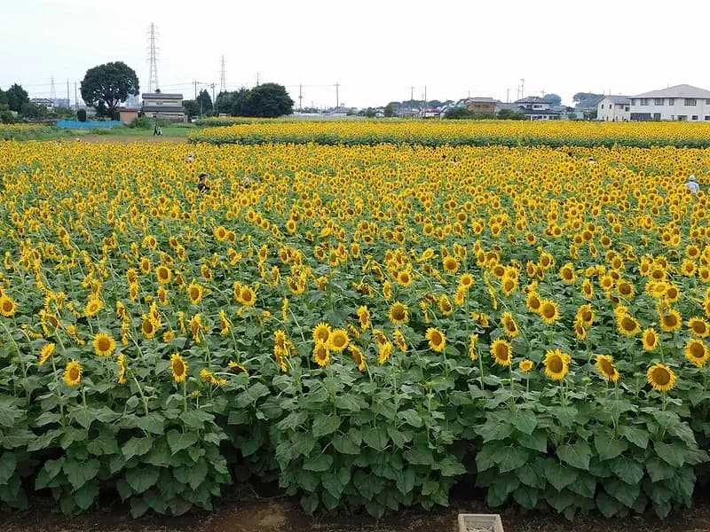 渡良瀬遊水地水路の釣り場