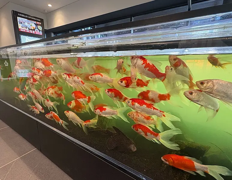 大和郡山(金魚池周辺用水路)の釣り場