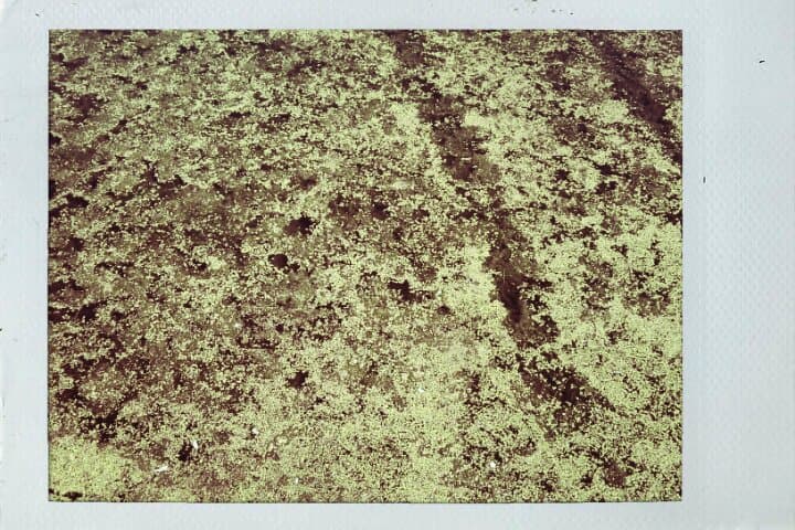 桑名城跡堀の釣り場