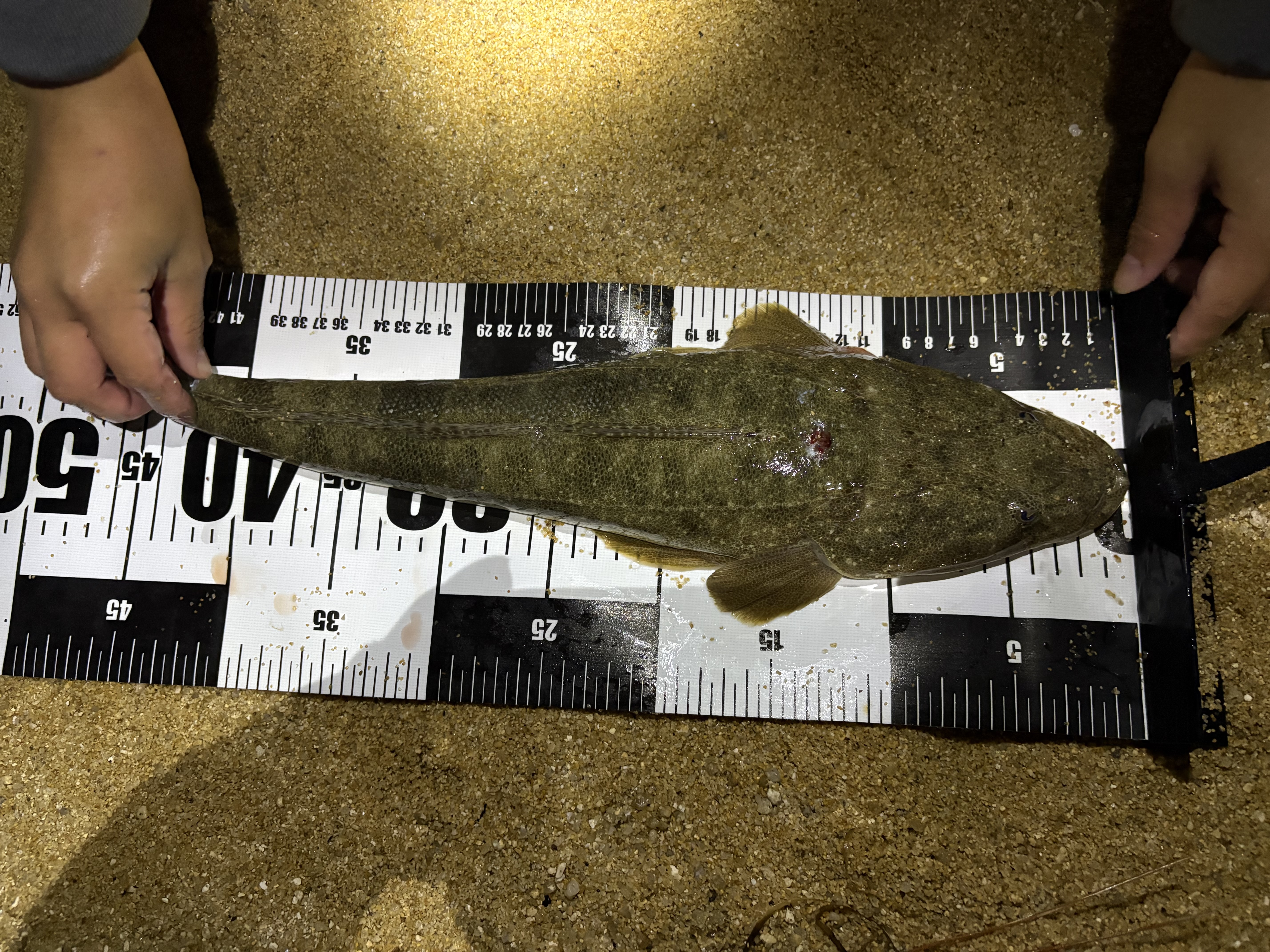 由良川河口の砂浜で釣れたマゴチ