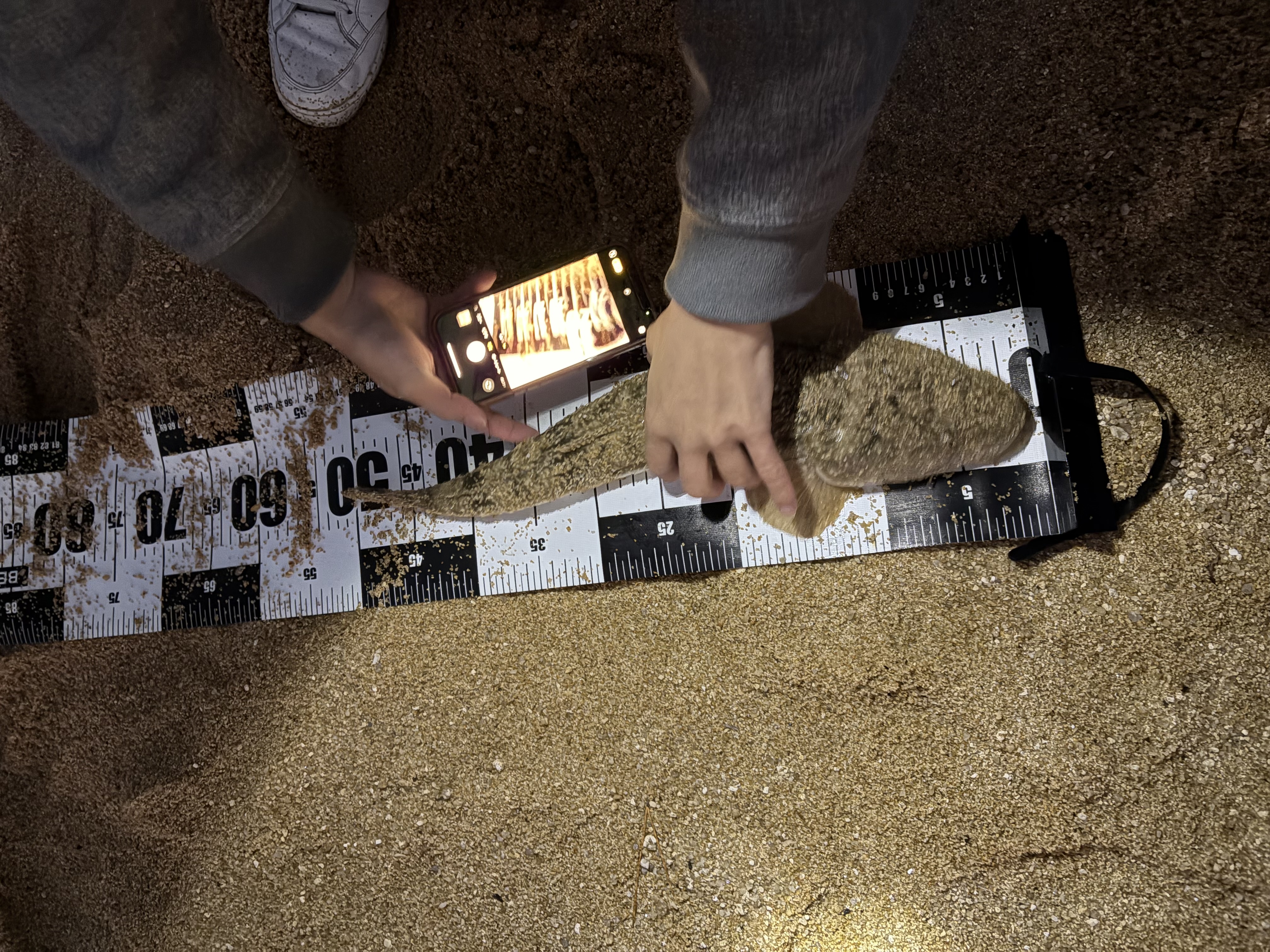 念願のカレイを計測している様子