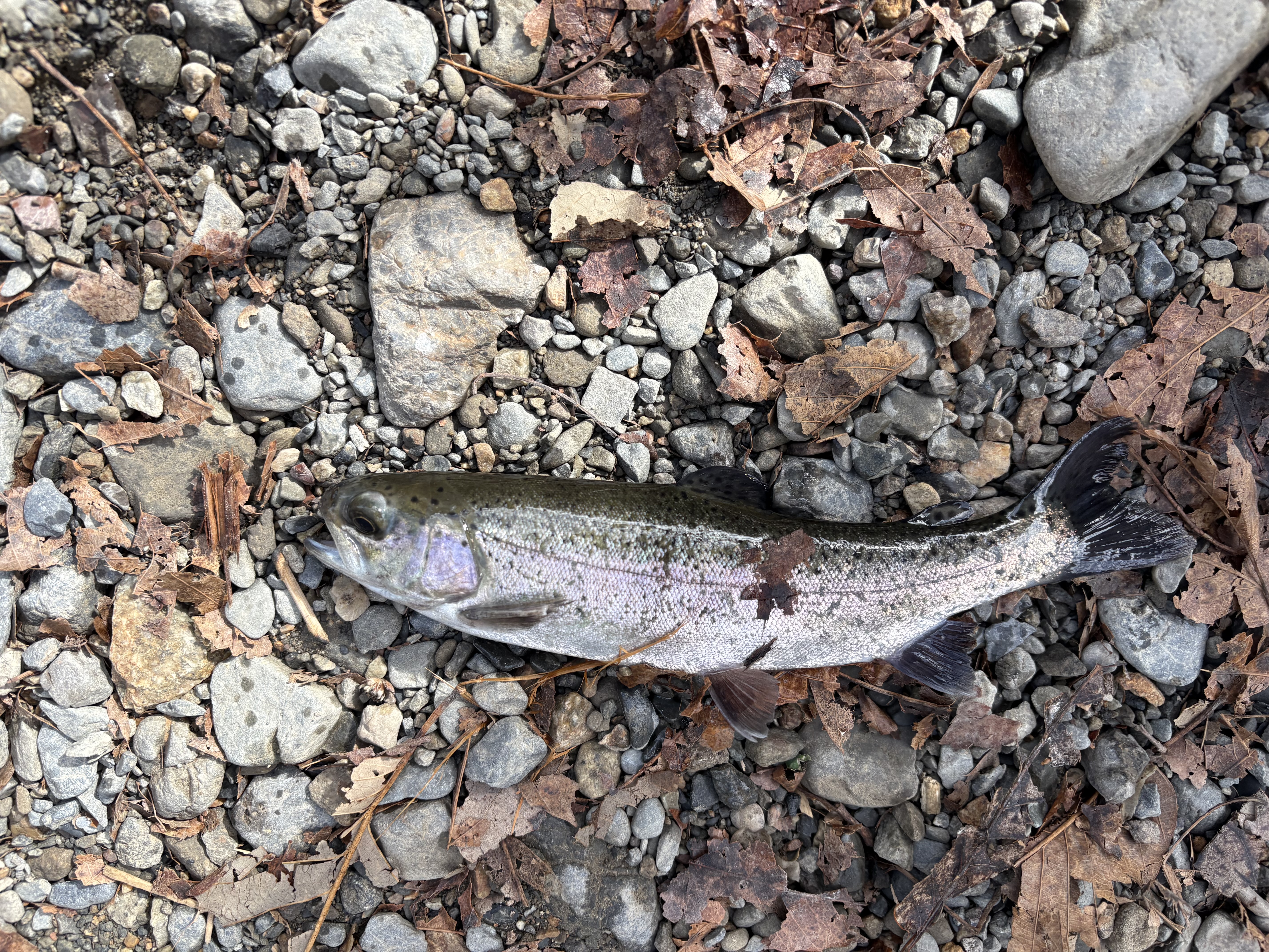 釣れたニジマス1匹