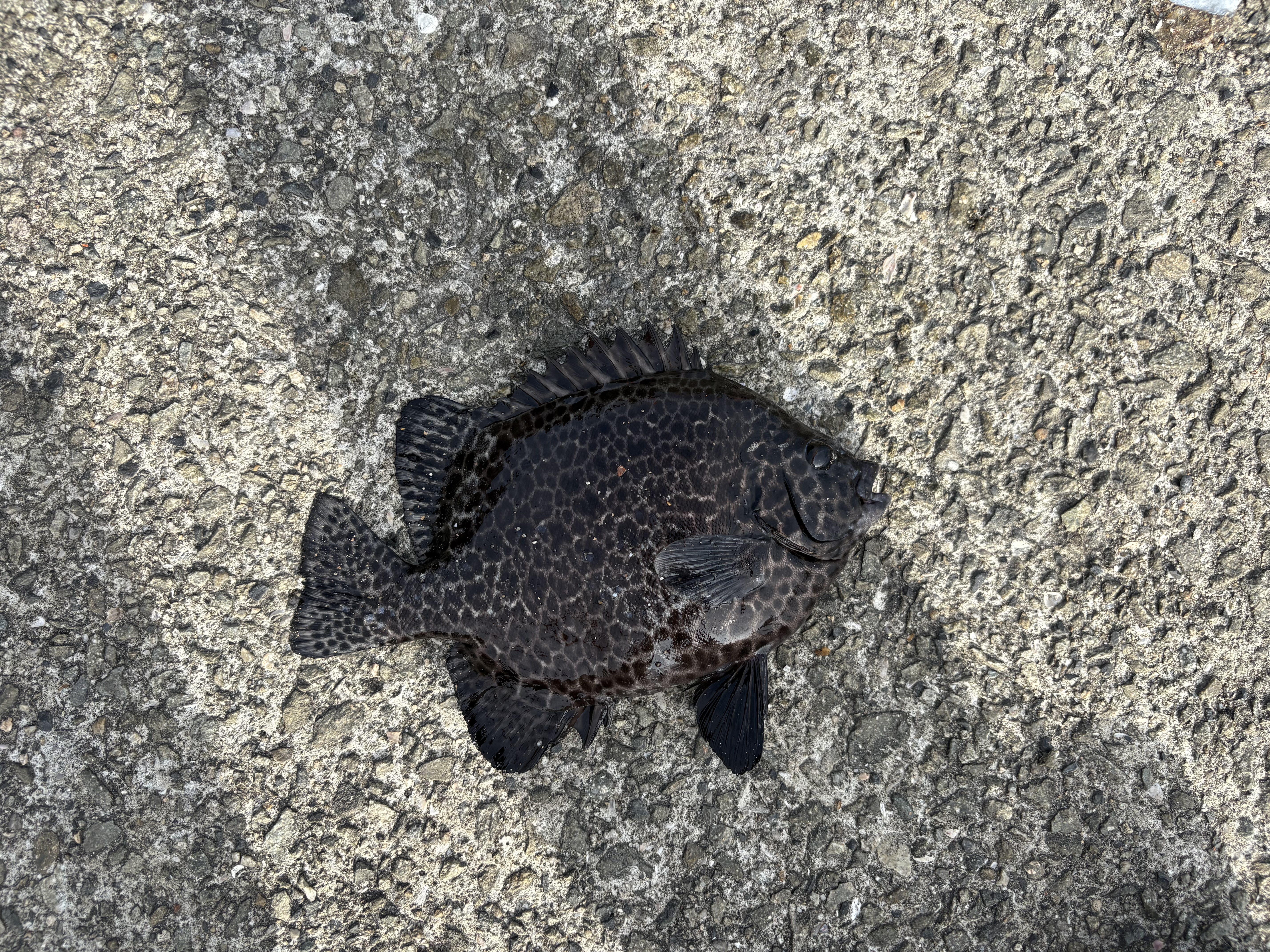 テトラの隙間から釣り上げた根魚