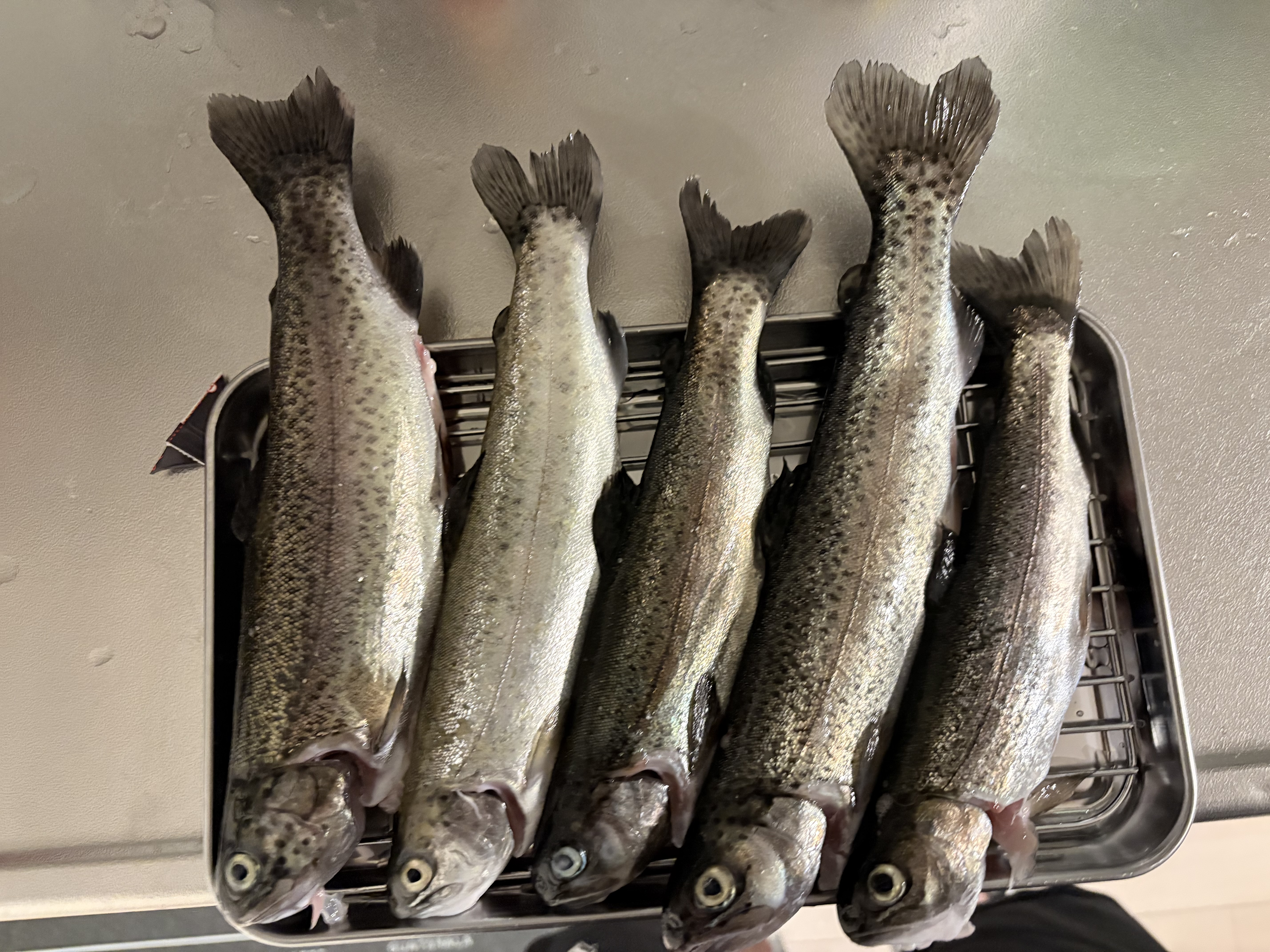 ニジマス5匹の釣果を別角度から