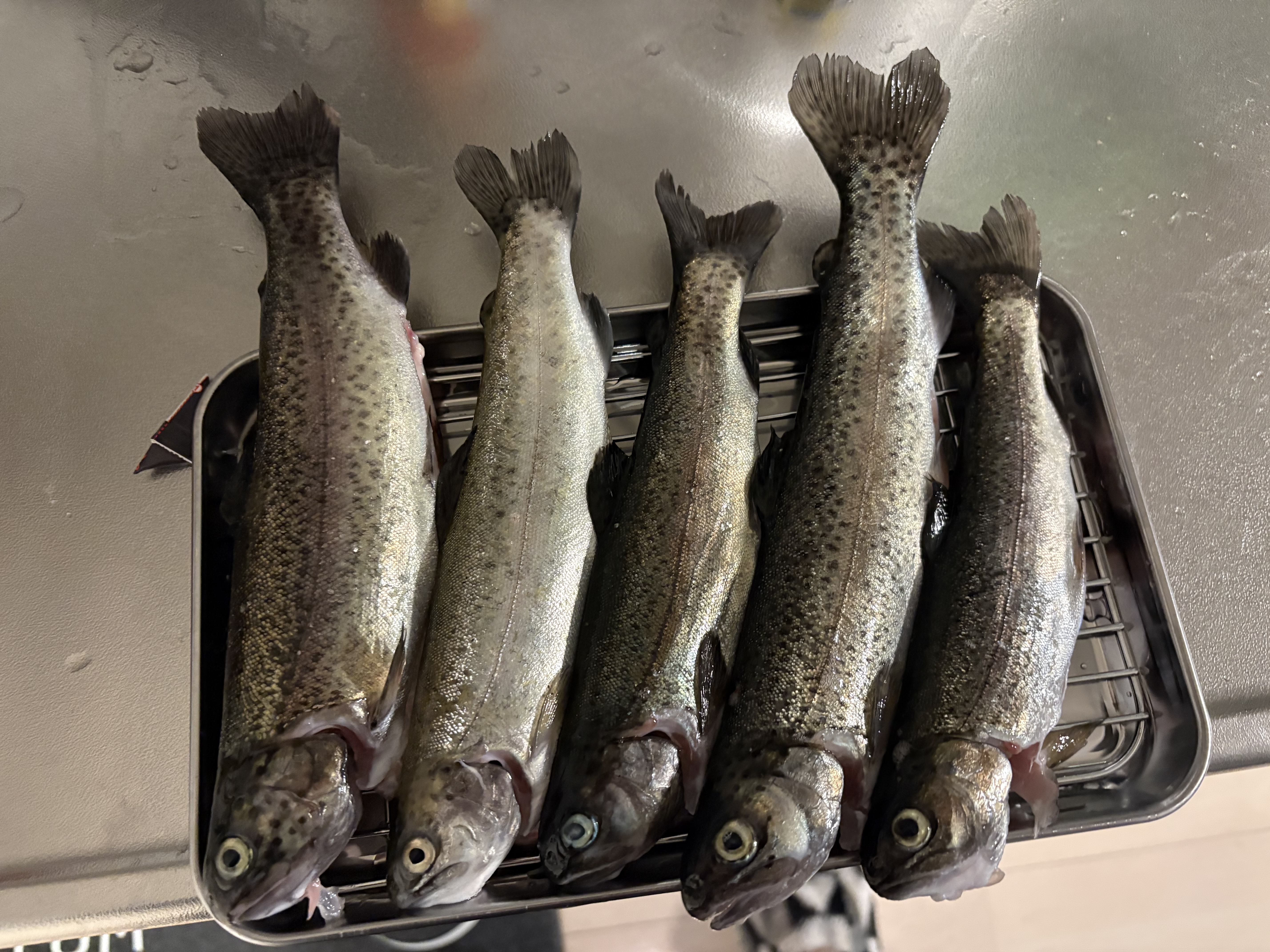 ニジマス5匹の釣果