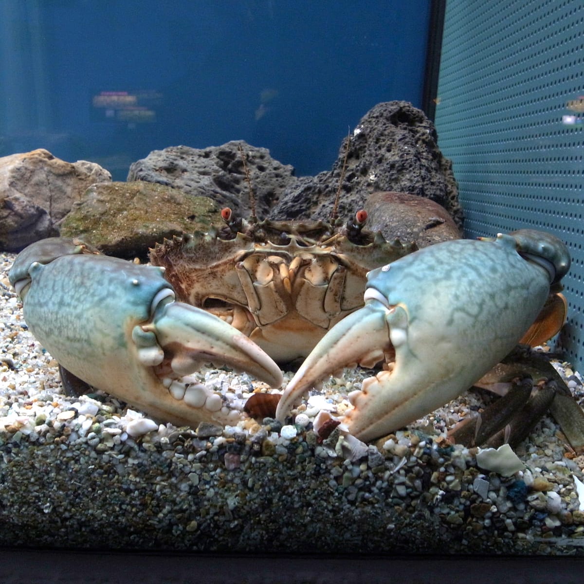 ノコギリガザミ